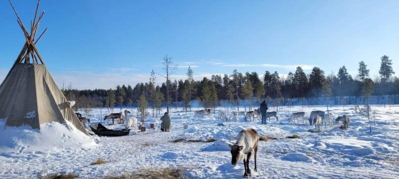 ivalo-northern-lights-and-reindeer-farm-experience
