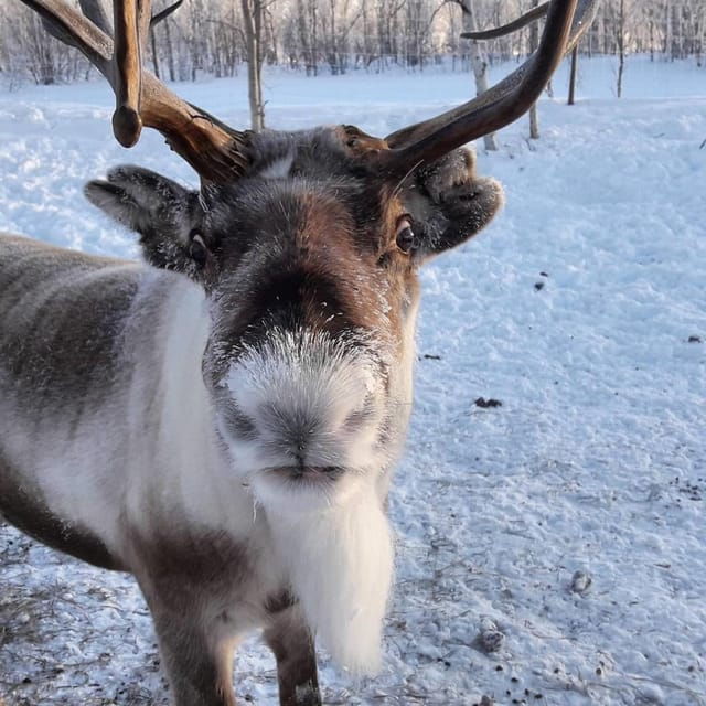ivalo-snowmobile-safari-meet-and-feed-reindeers-with-lunch