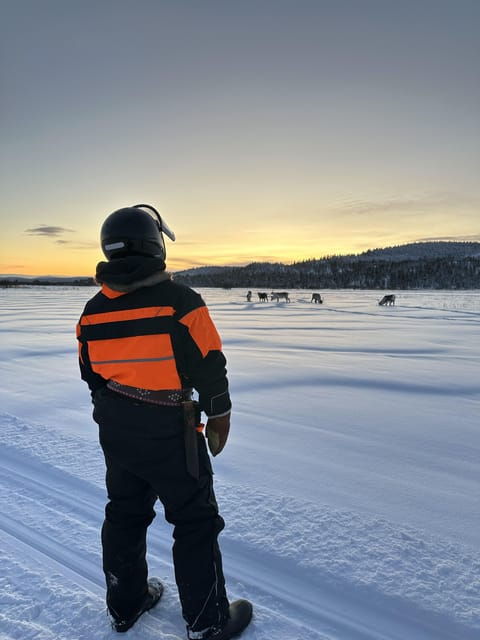 ivalo-snowmobile-safari-meet-and-feed-reindeers-with-lunch