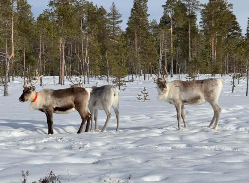IVALO: Snowmobile Sled Ride to Wilderness - Exploring the Experience in Detail
