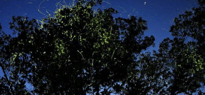 iwahig-firefly-watching-tour-puerto-princesa