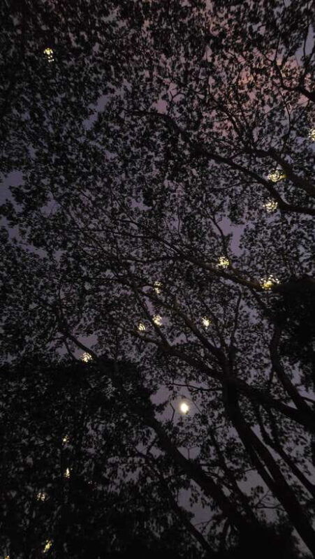 iwahig-river-cruise-firefly-watching
