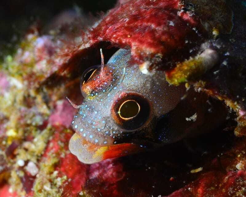 Ixtapa: Nighttime Underwater Exploration at Piedra Solitaria - The Experience and Value