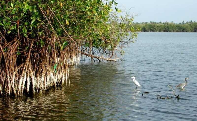 Ixtapa-Zihuatanejo: Barra de Potosi Scenic Lagoon Tour - The Guided Experience: Knowledge and Flexibility