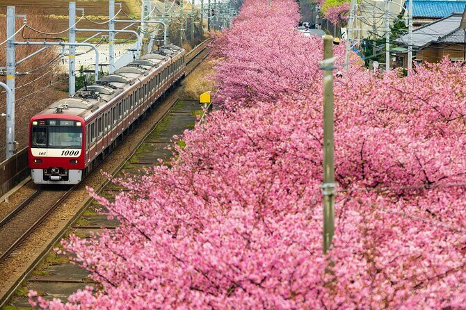 Izu Ocean View Train & Kawazu Cherry Blossom Festival Tour - Key Points