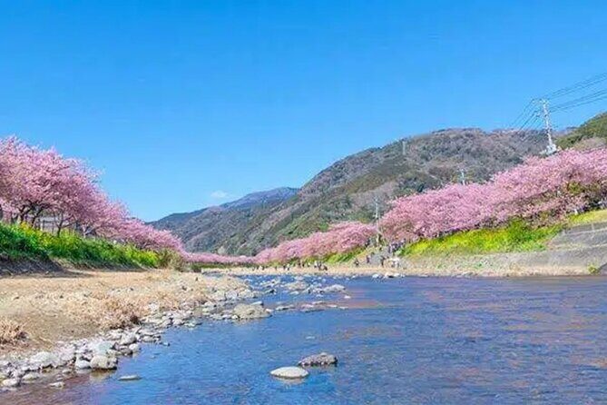 Izu Private Car Tour to Cherry Blossoms, Plum Blossoms from Tokyo - Discover the Izu Peninsula’s Springtime Charm