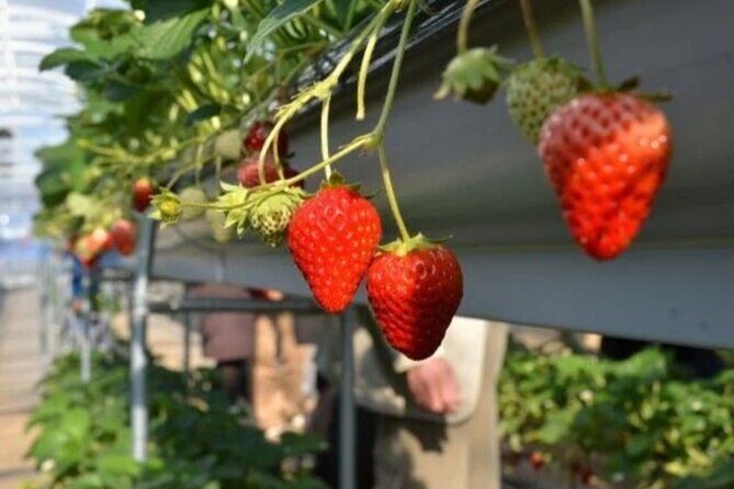 Izu Private Car Tour to Cherry Blossoms, Plum Blossoms from Tokyo - Final Thoughts