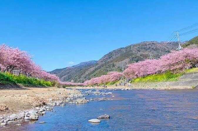 Izu Private Car Tour to Cherry Blossoms, Plum Blossoms from Tokyo - FAQ