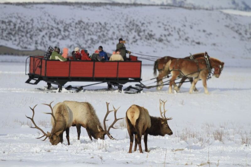 jackson-grand-teton-and-national-elk-refuge-winter-day-trip