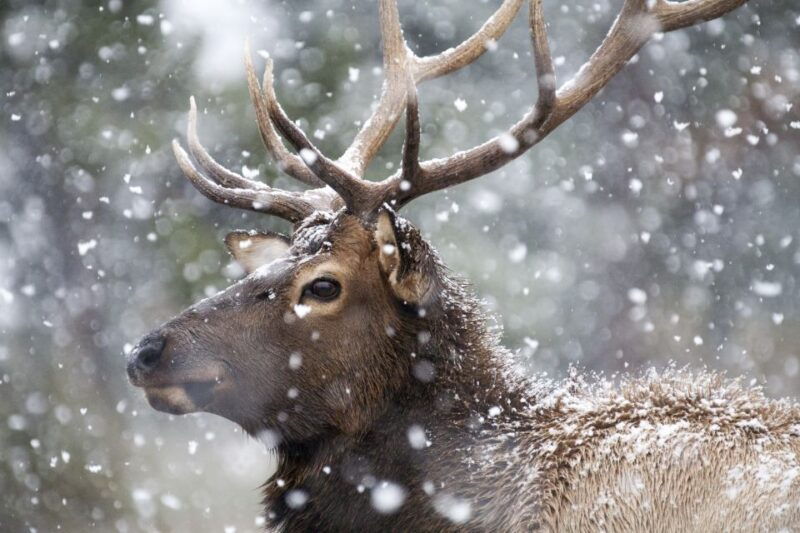 jackson-grand-teton-and-national-elk-refuge-winter-day-trip