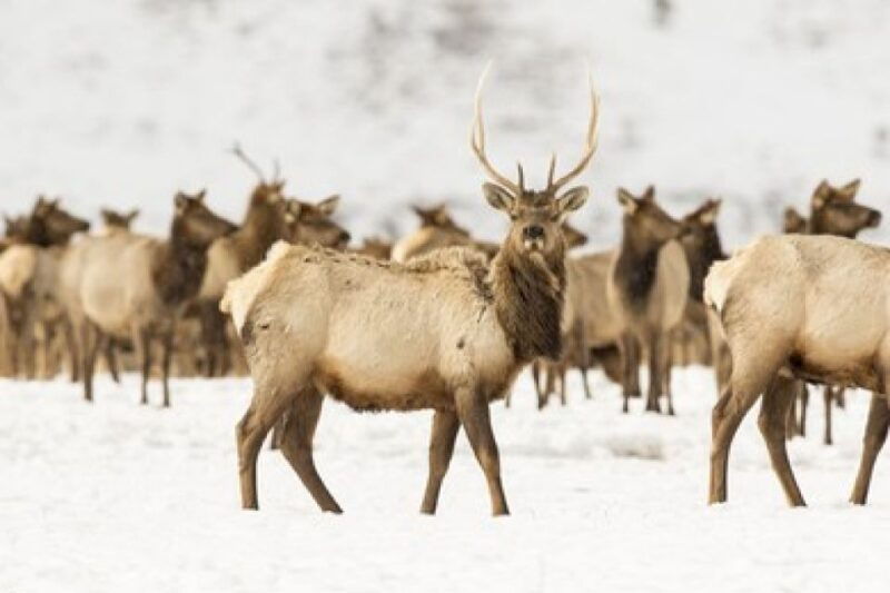 jackson-grand-teton-and-national-elk-refuge-winter-day-trip