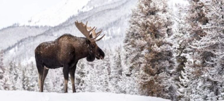 jackson-grand-teton-and-national-elk-refuge-winter-day-trip