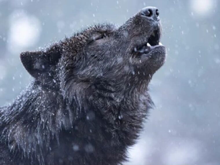 jackson-grand-teton-and-national-elk-refuge-winter-day-trip