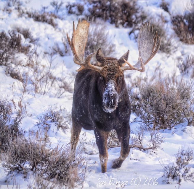 jackson-grand-teton-and-national-elk-refuge-winter-day-trip