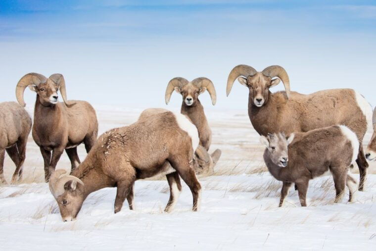 jackson-grand-teton-bighorn-sheep-and-petroglyphs-tour