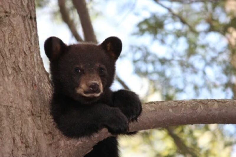 Jackson: Grand Teton National Park Guided Wildlife Tour - Practical Tips for Your Trip