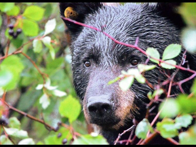 jackson-grand-teton-national-park-guided-wildlife-tour
