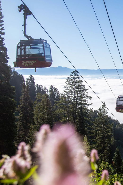 jackson-hole-aerial-tram-and-gondolas-admission-ticket