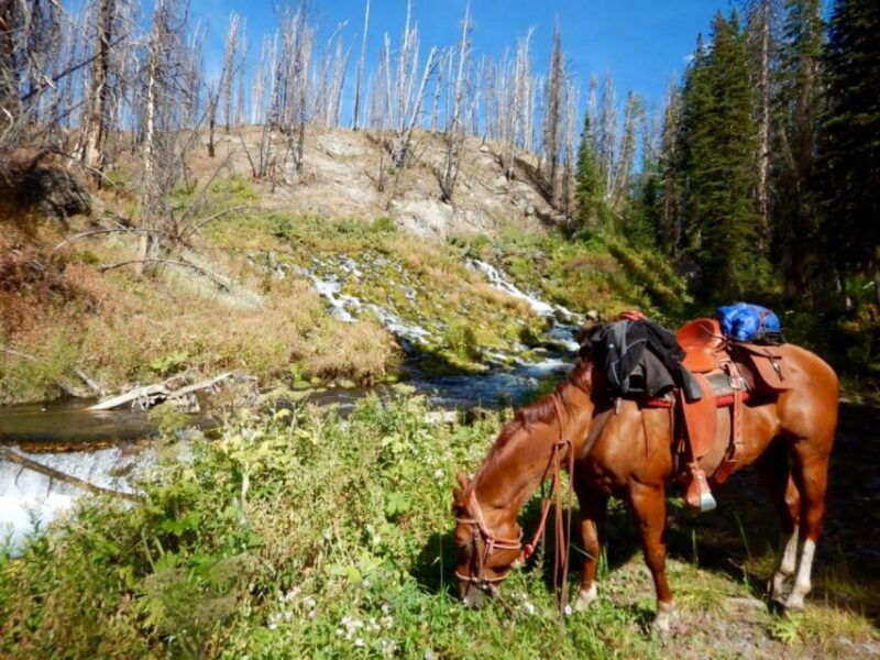 jackson-hole-bridger-teton-national-forest-horseback-ride