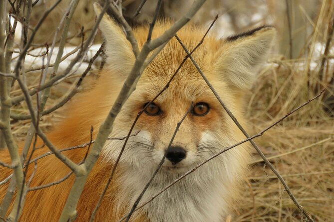 jackson-hole-grand-teton-park-full-day-wildlife-tour