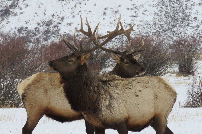 jackson-hole-grand-teton-park-full-day-wildlife-tour
