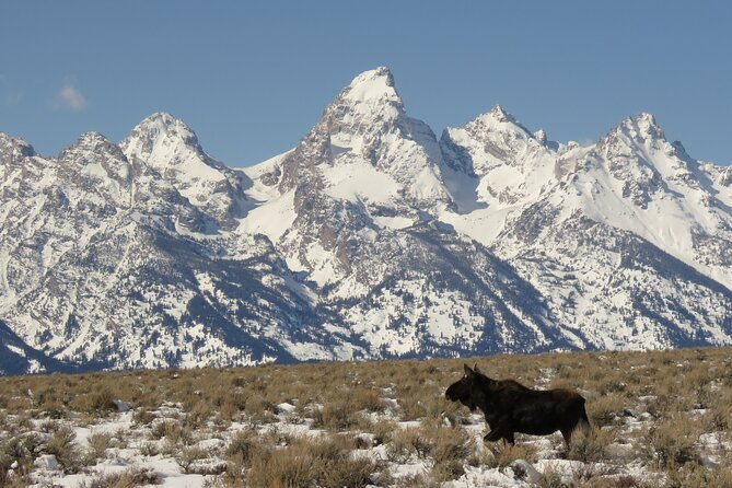 jackson-hole-grand-teton-park-full-day-wildlife-tour