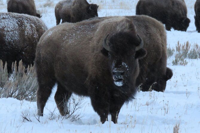 jackson-hole-grand-teton-park-full-day-wildlife-tour