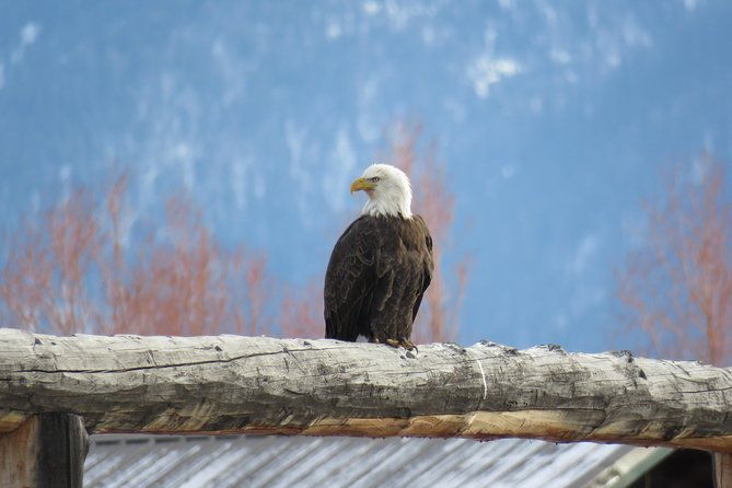 jackson-hole-grand-teton-park-half-day-wildlife-tour-morning