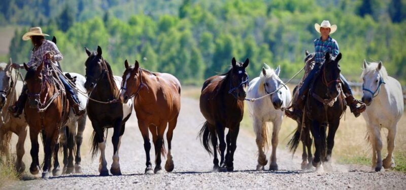 jackson-hole-moose-meadow-horseback-tour-with-breakfast