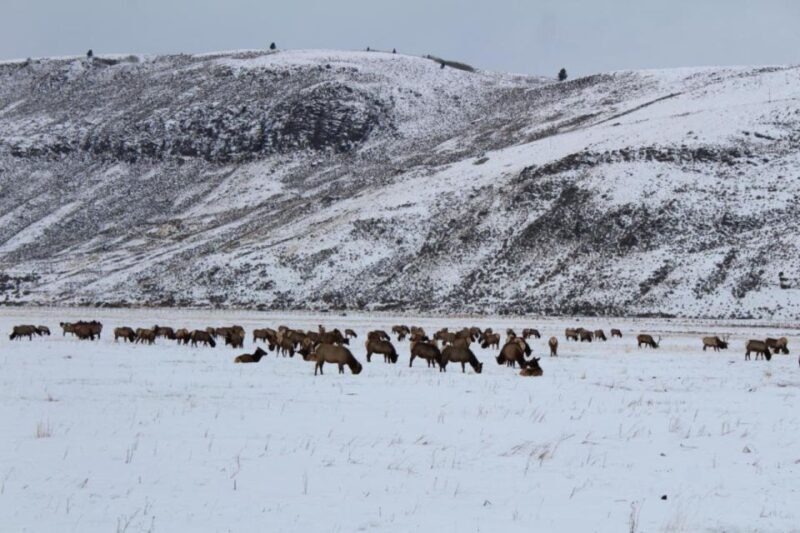 Jackson Hole: National Elk Refuge Sleigh Ride - The Itinerary: What Travelers Can Expect
