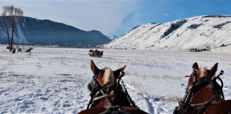 Jackson Hole: National Elk Refuge Sleigh Ride - Wildlife Encounters — More Than Just Elk