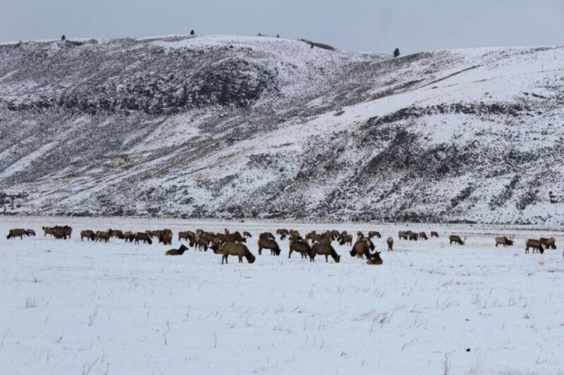 jackson-hole-national-elk-refuge-sleigh-ride