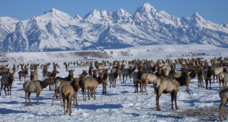 jackson-hole-national-elk-refuge-sleigh-ride