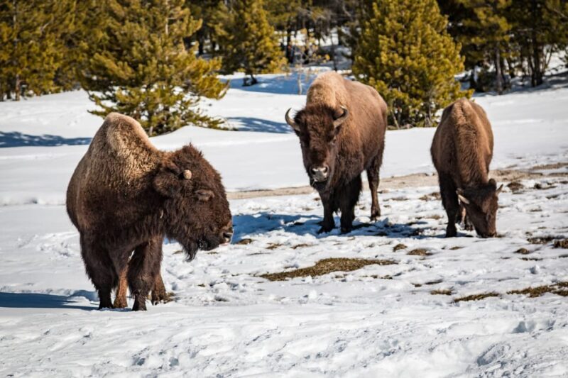 Jackson: Yellowstone Snowcoach Tour to Old Faithful - FAQs