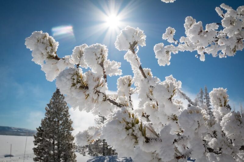 Jackson: Yellowstone Snowmobile Tour to Old Faithful - Key Points