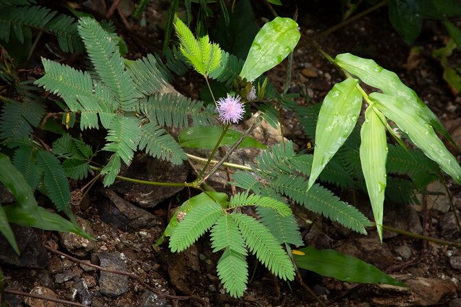 jaco-beach-10-hidden-waterfalls-guided-experience