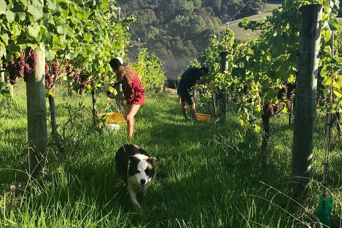 Jade Carving, Honey & Wine Tasting Private Tour - FAQ