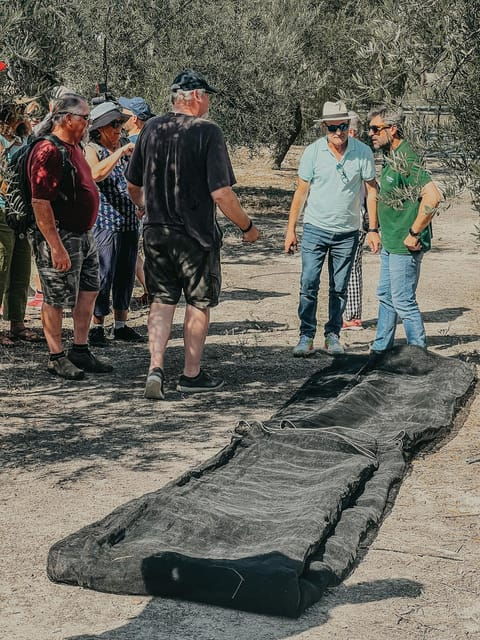 jaen-guided-olive-grove-tour