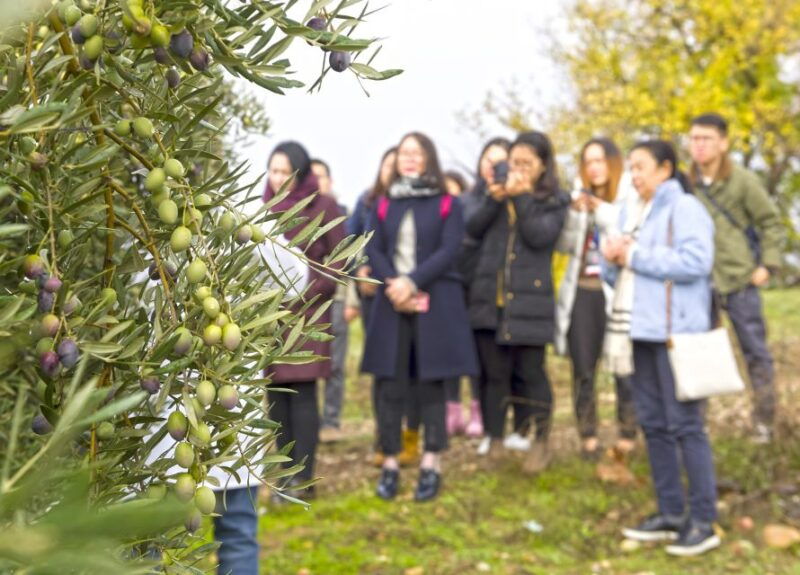 jaen-olive-mill-tour-and-olive-oil-tasting-experience