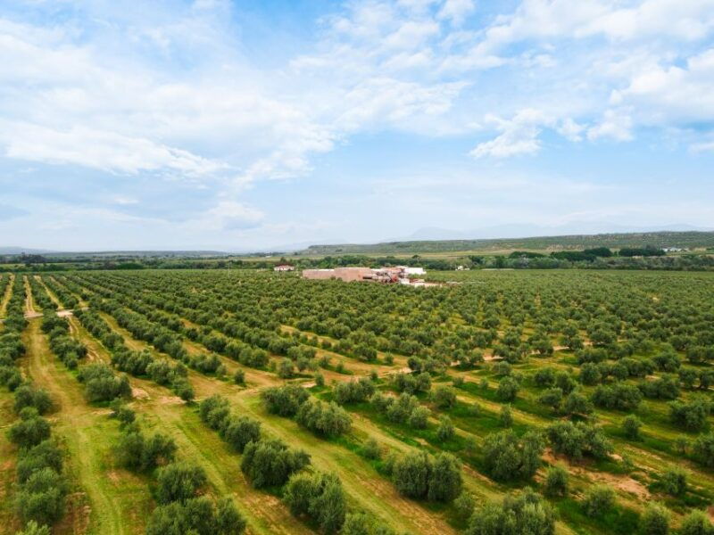 jaen-olive-oil-tour-with-the-5-senses-grove-and-tasting