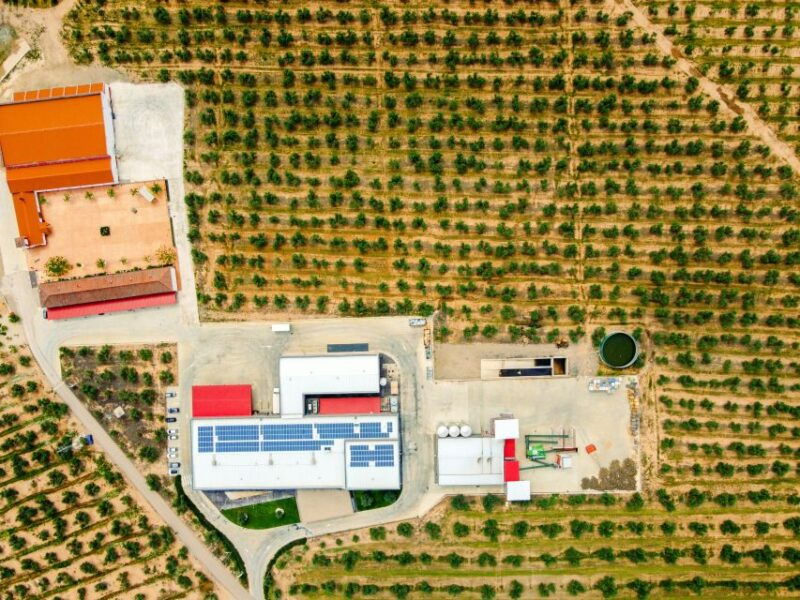 jaen-olive-oil-tour-with-the-5-senses-grove-and-tasting