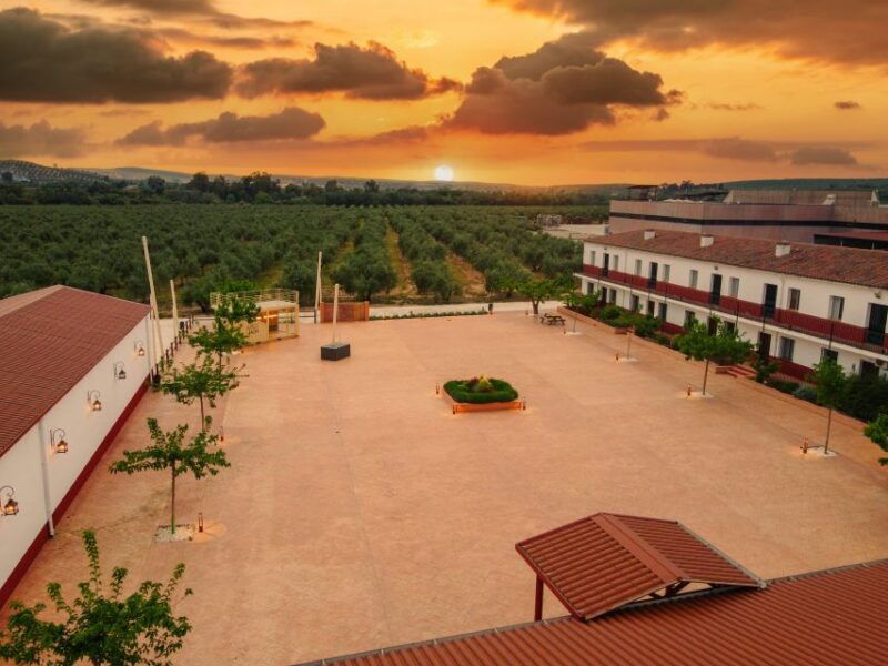 jaen-olive-oil-tour-with-the-5-senses-grove-and-tasting