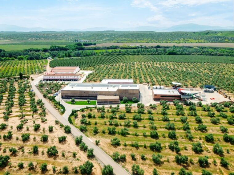 jaen-olive-oil-tour-with-the-5-senses-grove-and-tasting