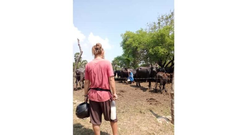 Jaffna: Cow Milking and Dairy Farm Experience - An In-Depth Look at the Jaffna Dairy Experience