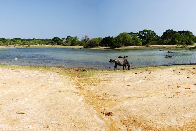 Jaffna Delft and Nagadeepa Islands Full Day Tour - Key Points