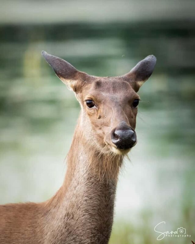 Jaffna: Guided Birdwatching Tour with Expert Naturalist - An In-Depth Look at the Jaffna Birdwatching Experience