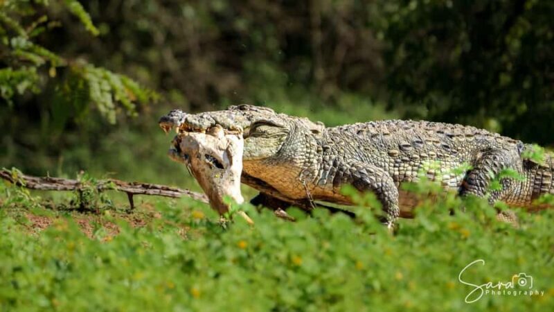 Jaffna: Guided Birdwatching Tour with Expert Naturalist - Who Would Love This Tour?