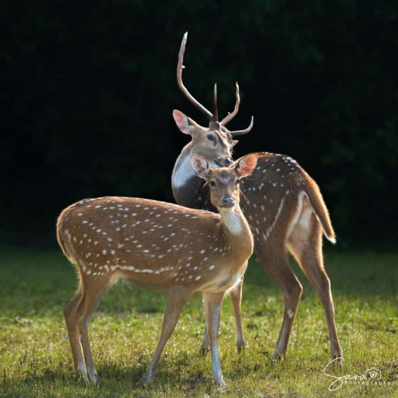 Jaffna: Guided Birdwatching Tour with Expert Naturalist - Frequently Asked Questions