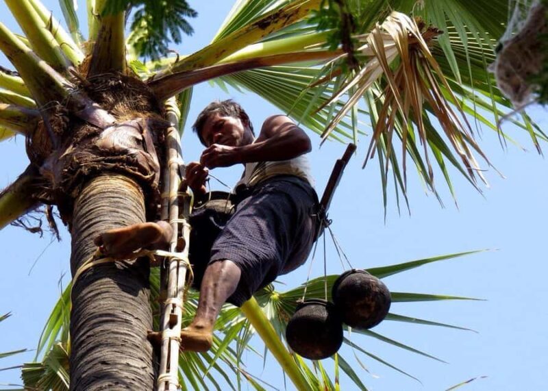 Jaffna: Palmyra Toddy Tapping Experience with Tasting - Key Points