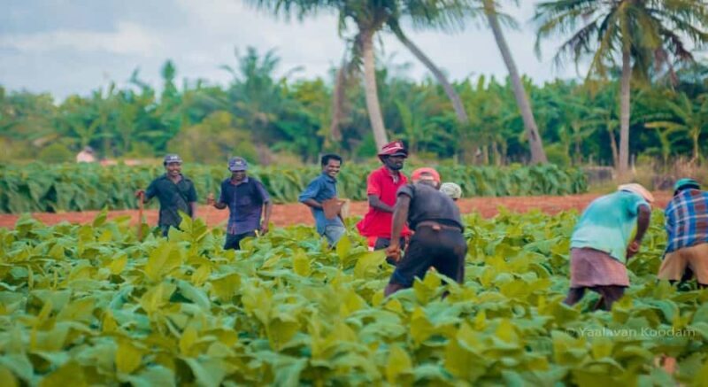 Jaffna: Tamil Farming Experience with Local Farmers - Who Will Love This Tour?